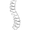 spine